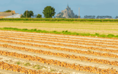 Farm Fresh Produce Deploys SmartSpud by aaggrrii to Optimize Crop Quality