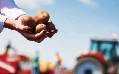Impact Threshold Guide to Reduce Bruising & Shatter Damage in Potatoes