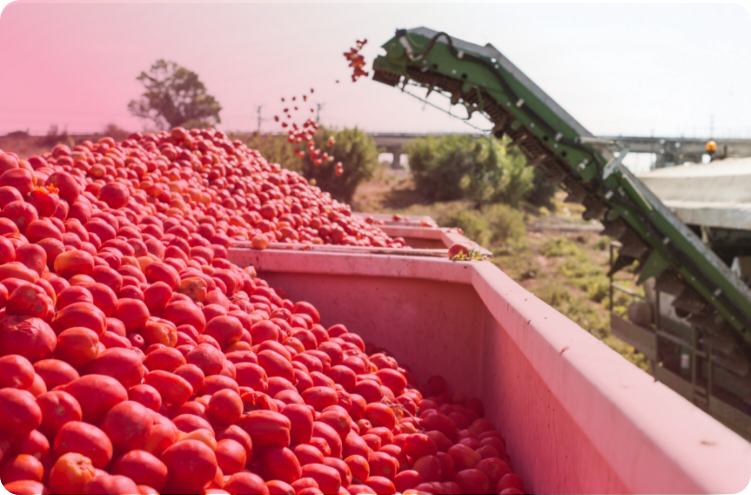 apple processing