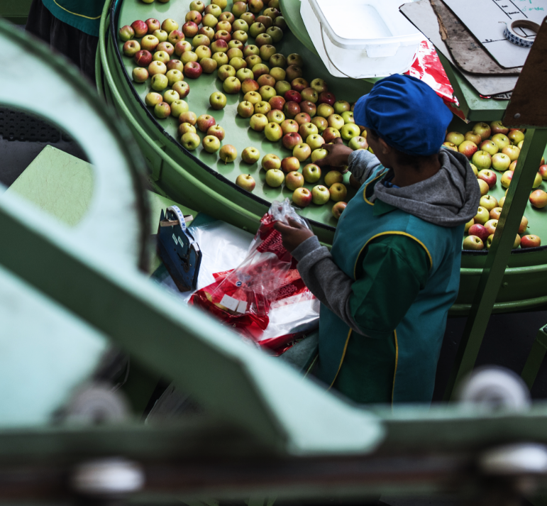 apple-sorting-conveyor