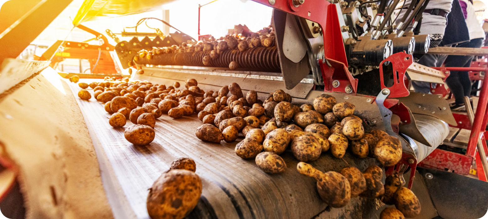 potatoe going through the sorter