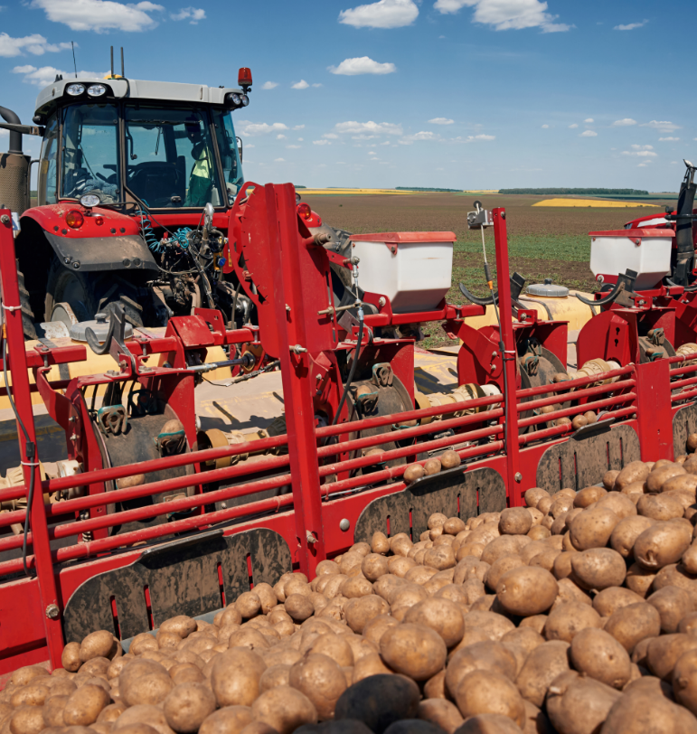 potatoes-being-collected