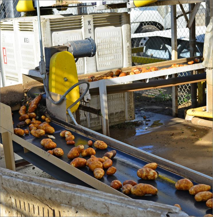 potatoes-on-conveyor