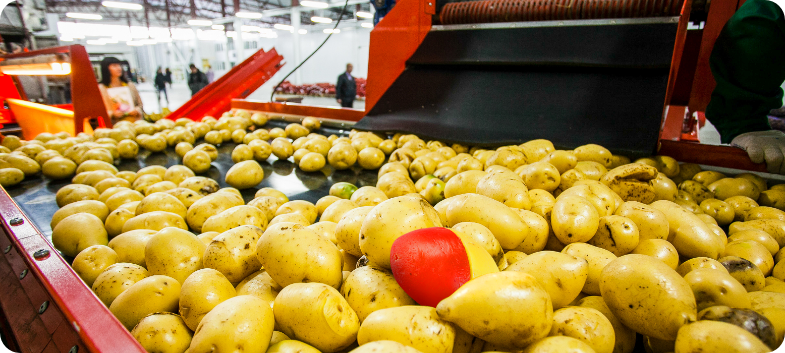 potatoes-sorted-with-smart-spud