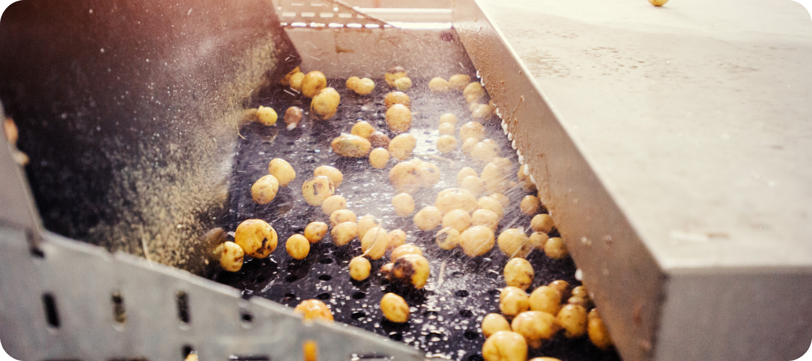 potatoes-sorted