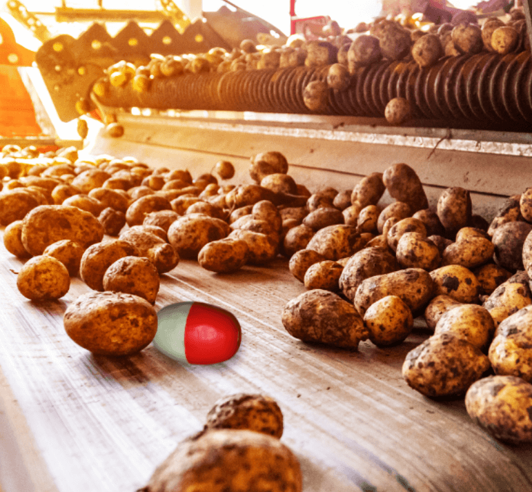 potatoes-sorting-conveyor