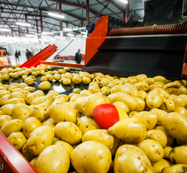 smart-spud-potaote-packing