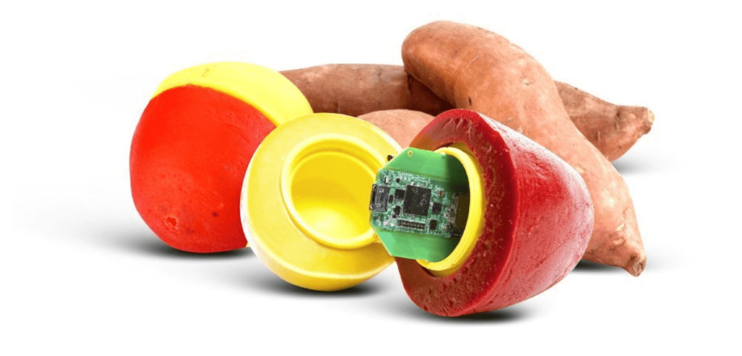 sweet_potato_with_SmartSpud_in-line_smart_sensor
